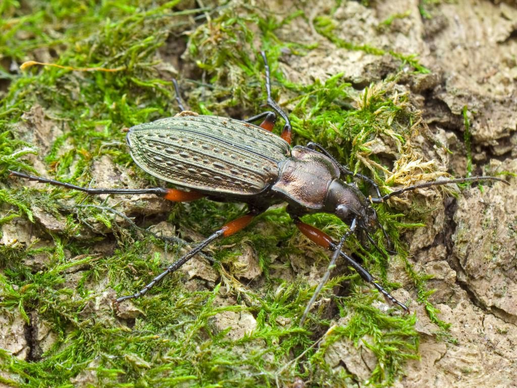 granulatus Linne, 1758